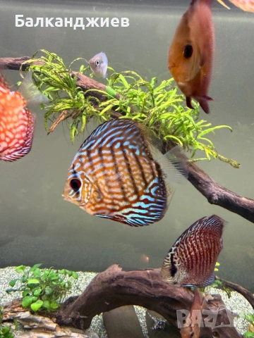 Дискуси 7-8 см 