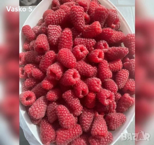 🍓🌱 Разсад ягоди и малини – подбрани сортове  Зимаме поръчки и неделя и събота     🍓 ЯГОДИ: 0.30€ 