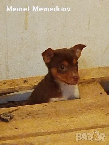 Пинчери Момче и момиче 