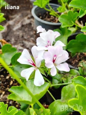 Продавам различни видове цветя, снимка 7 - Градински цветя и растения - 54170180