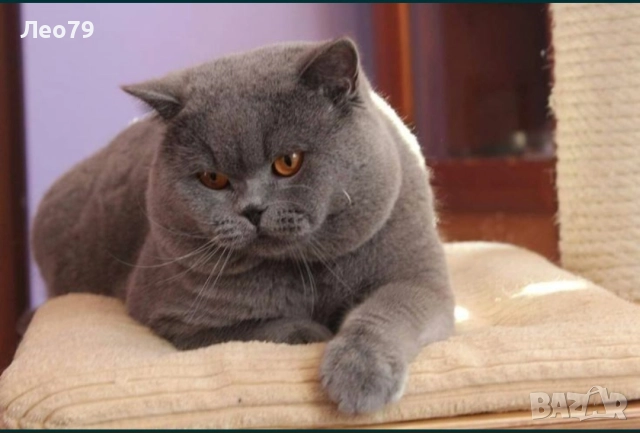 британска късокосместа 550лв , снимка 10 - Британска късокосместа - 52842750