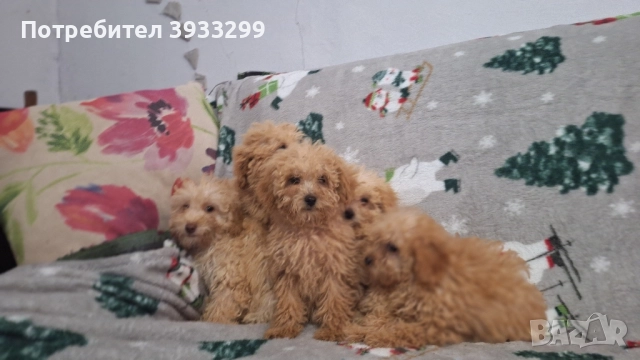 Пудел той пуделчета , снимка 3 - Пудели - 51947182