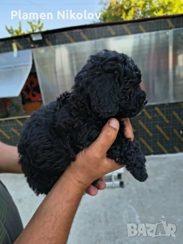 Мини пудел, снимка 1