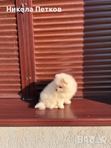 Померан , снимка 4 - Померан - 52845557