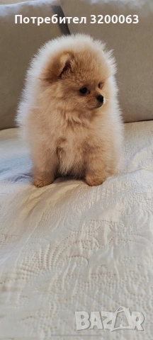 Померан женско мини размер , снимка 3 - Померан - 54113214