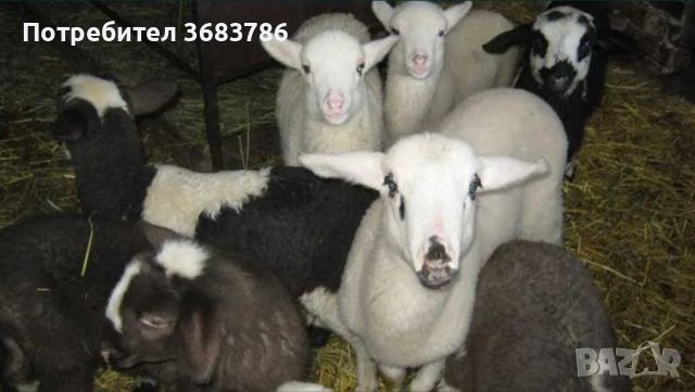 Продавам агнета екологично отглеждани  7 лв/кг. . , снимка 1 - Овце - 45594202