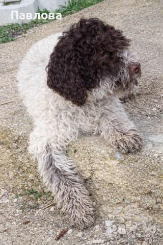 Продавам кученца лагото романьоло