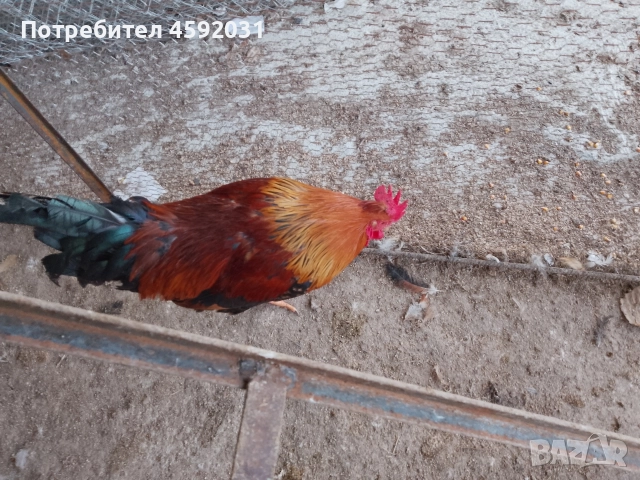 Петлета, снимка 9 - Кокошки и пуйки - 52930601