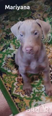 Продавам родословни добермани , снимка 4 - Доберман - 52585726