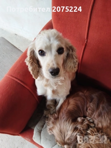 Кокер шпаньол