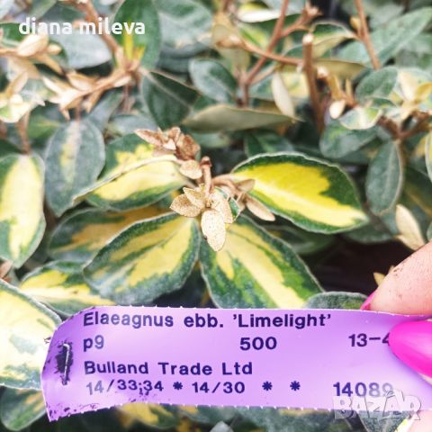 Eleagnus limelight, Миризлива върба, студоустойчива, снимка 8 - Градински цветя и растения - 39481424