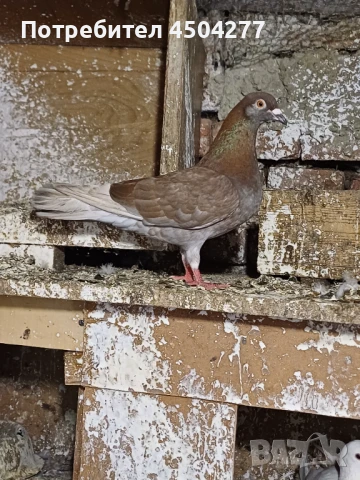 Свободни гълъби, снимка 12 - Гълъби - 50677179