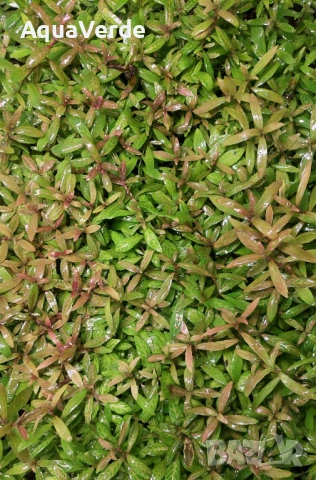 Растения и мъх