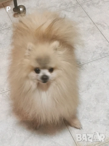Продавам померан, снимка 2 - Померан - 51447217