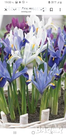 Мини ирис/джудже/перуника, снимка 3 - Разсади - 54168015