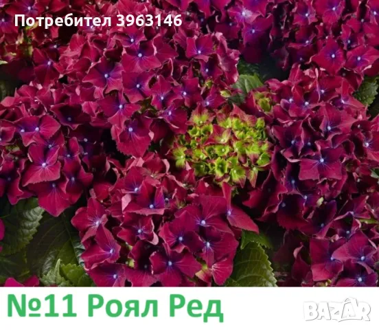 Градински Хортензии ЦЕНА 11,99 лв/брой, снимка 13 - Градински цветя и растения - 47069938