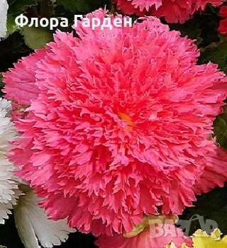 БЕГОНИЯ - Грудки/ ПРЕДВАРИТЕЛНИ ПОРЪЧКИ, снимка 11 - Сортови семена и луковици - 49235759