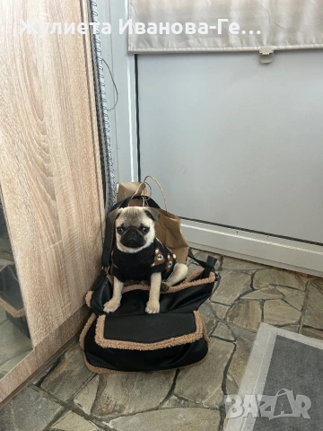 Продавам кученце мопс