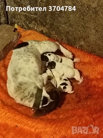 Продавам джак ръселчета , снимка 3 - Джак ръсел териер - 53888338