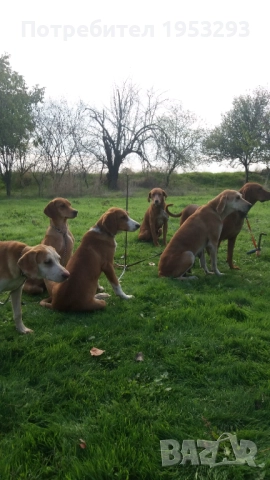 Гончета  елитни обучени за лов , снимка 4 - Гонче - 52141587