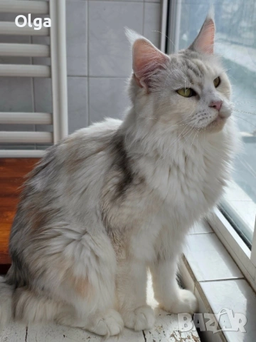 Женско котенце от породата Мейн Куун, снимка 3 - Мейн кун - 53939310