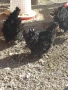 Къдрави кокошки, снимка 7