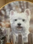 Колекционерска чиния от серия “Westies “., снимка 3