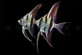 pterophyllum altum orinoco, снимка 1