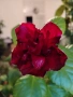 Хибискус/китайска роза, цъфти с едри червени кичести цветове, снимка 1