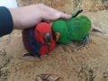 Ръчно хранени папагали Еклектус , снимка 1 - Папагали - 45590956