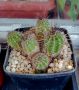 Echinopsis hybrid - възрастно растение в саксия - Кактуси и Сукуленти - кактус, снимка 2
