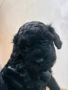 Пудел Той , снимка 4