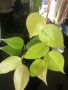 Philodendron hederaceum Lemon Lime , снимка 1 - Стайни растения - 45158825