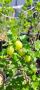 Цариградско грозде, Бодливо грозде / Ribes uva crispa /