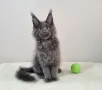 Мейн кун котенца / Maine coon kittens, снимка 3