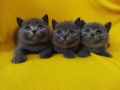 Британски котенца, синьо - сиви !, снимка 1 - Британска късокосместа - 46052407