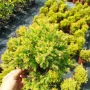 Западна туя Рейнголд (Thuja occidentalis Rheingold), студоустойчива, снимка 8