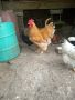 Продавам пилета и кокошки, снимка 1 - Кокошки и пуйки - 45964027