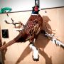 Препариран мъжки фазан , снимка 1 - Оборудване и аксесоари за оръжия - 45423582