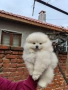 Померан-момче, снимка 1