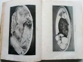 Книга за Домакинята - 1956г., снимка 5