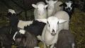 Продавам агнета екологично отглеждани  9 лв/кг. . , снимка 1 - Овце - 45594202