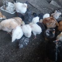 пилета , снимка 10 - Кокошки и пуйки - 45716078