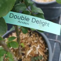 Роза сорт Double Delight,  Дабъл Дилайт, Двойно удоволствие, снимка 7 - Градински цветя и растения - 45830039