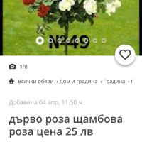 Щамбови рози- Внимавайте с този продавач, снимка 1 - Разсади - 45764813