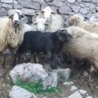 Агнета балкански , снимка 2 - Овце - 45062499