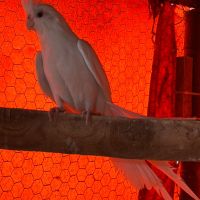 Чифт папагали корели, снимка 3 - Папагали - 45433623