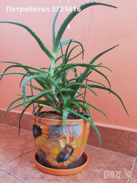 Алое в декоративна саксия, снимка 1