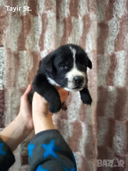 Продавам кученца Кане корсо, снимка 1