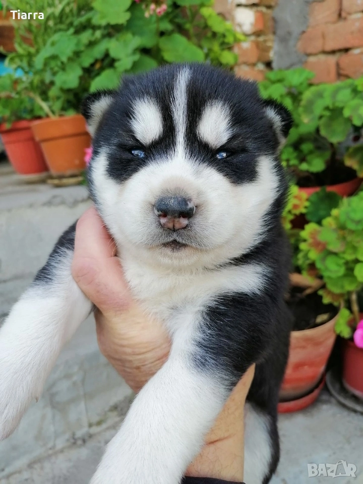 Продавам Кученца Хъски, снимка 1